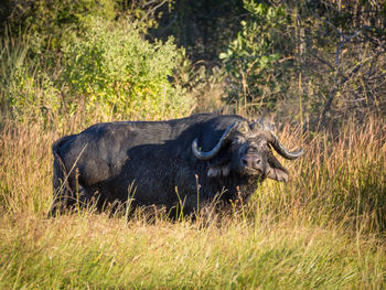 Portrait of water buffalo in high grass, moremi game reserve, botswana, africa