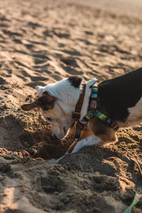 Dog relaxing on sand