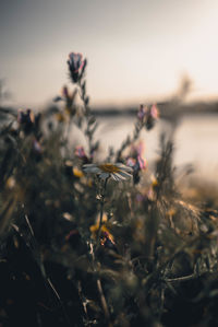 Close-up of flowering plant against sky during sunset