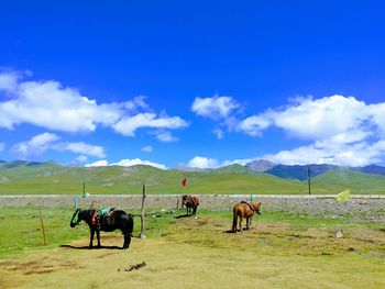 Cows grazing on field against sky