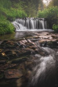 Scenic view of waterfall in forest