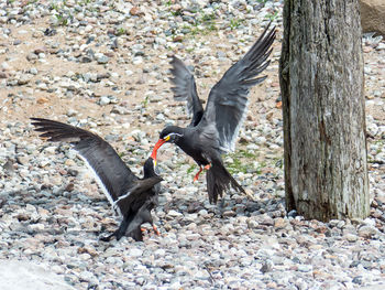 View of birds on land