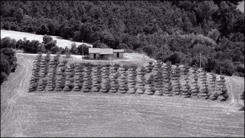 View of trees in the dark