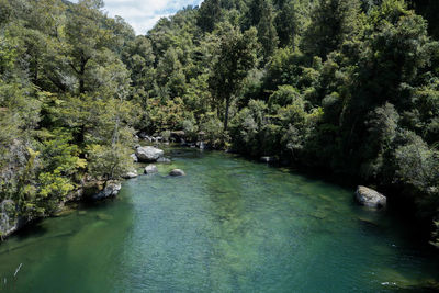 Scenic view of river amidst trees in forest