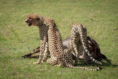 Cheetahs feeding on blue wildebeest