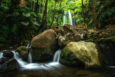 View of waterfall in forest