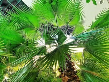 Close-up of palm tree leaves