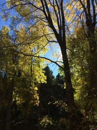 Low angle view of trees against sky