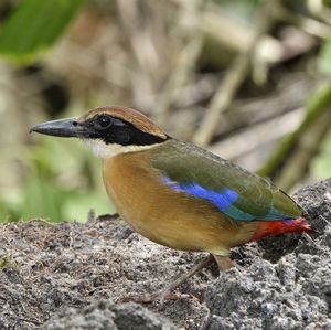 Close-up of bird perching on ground