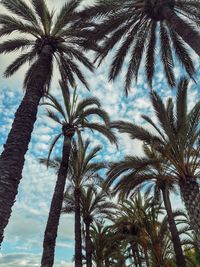 Low angle view of palm trees against sky