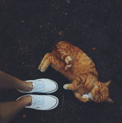 Low section of man with kitten sitting at night