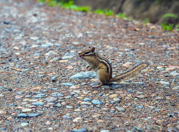 Close-up of squirrel