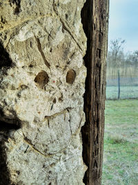 Close-up of tree trunk against sky