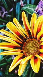 Close-up of yellow flower