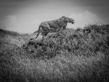Cheetah on grassy field against sky