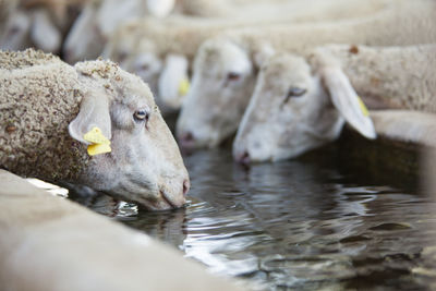 Close-up of sheeps drinking water at ranch