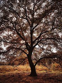 Close-up of tree at sunset