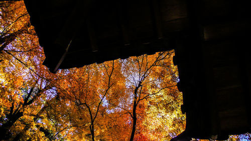 Low angle view of tree during autumn