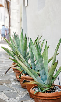 Agave plants growing in pots in street of old town