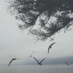 Birds flying over lake against sky