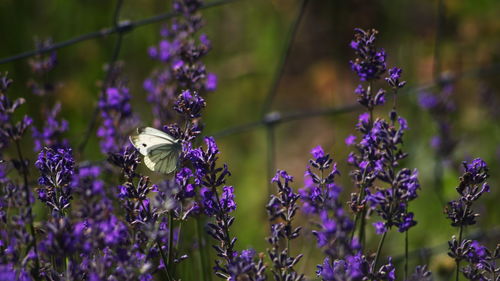 Close-up of butterfly pollinating on purple flowering plant