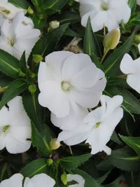 Close-up of white flowers blooming outdoors