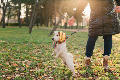 Rear view of dog running on field