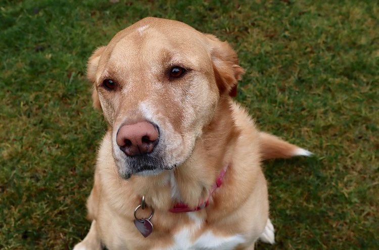 one animal, dog, canine, pet, domestic animals, animal themes, mammal, animal, grass, puppy, labrador retriever, portrait, no people, plant, carnivore, looking at camera, retriever, day, animal body part, nature, field, high angle view, relaxation, land, outdoors