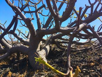 Low angle view of tree against sky