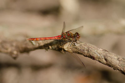 Close-up of dragonfly on plant