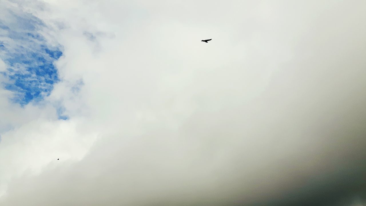 flying, bird, low angle view, animal themes, mid-air, sky, airplane, wildlife, animals in the wild, one animal, air vehicle, copy space, nature, transportation, cloud - sky, beauty in nature, spread wings, scenics, day, outdoors