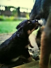 Close-up of bird on grass