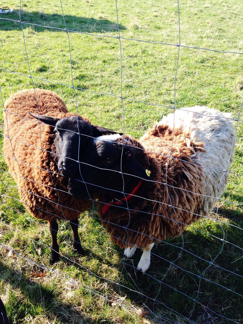 animal themes, grass, one animal, domestic animals, mammal, field, grassy, livestock, animals in the wild, wildlife, two animals, standing, outdoors, nature, day, zoology, full length, black color, high angle view, no people