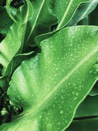 Full frame shot of wet plant