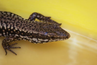 Close-up of lizard