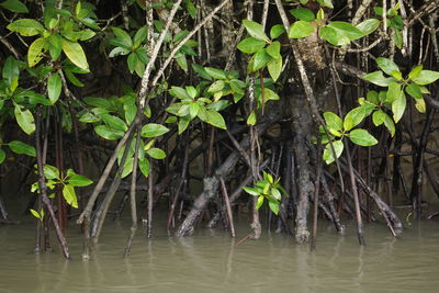 Plants growing in a lake