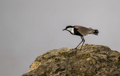 Close-up of bird perching on rock