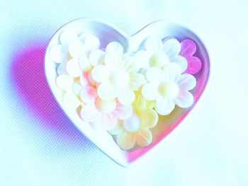 Close-up of white rose over white background