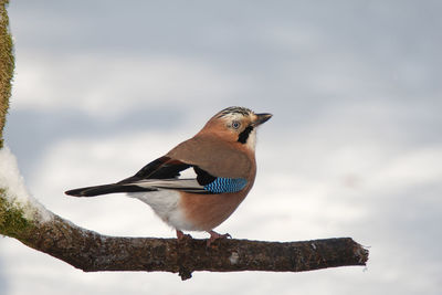 Jay in winter on an old branch with snow in background