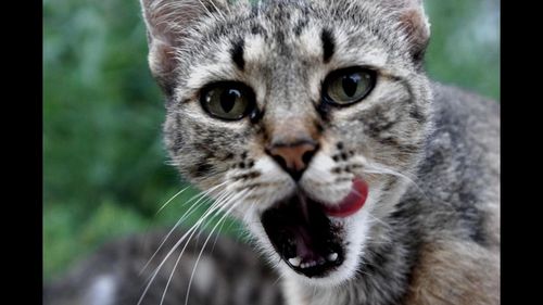 Close-up portrait of cat