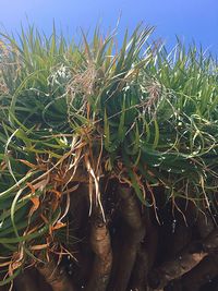 Close-up of plants