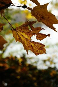Close-up of leaves on tree