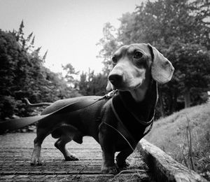 Dachshund on footpath by trees against clear sky