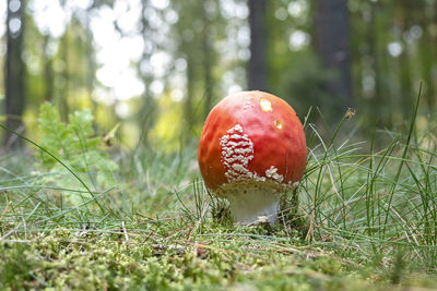 Close-up of mushroom on field