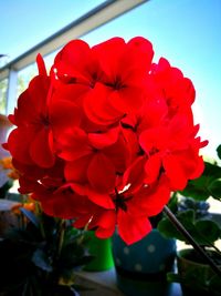 Close-up of red flowers blooming against sky