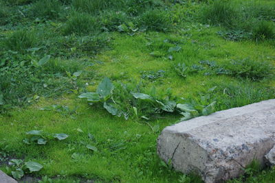 Close-up of plants