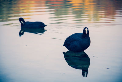 Duck swimming in lake