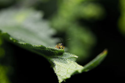 Close-up of insect on leaf