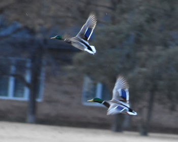 Close-up of bird flying