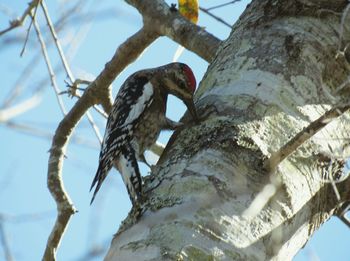 Low angle view of bird perching on tree against sky